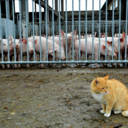 Humus Aufbau Landwirtschaft