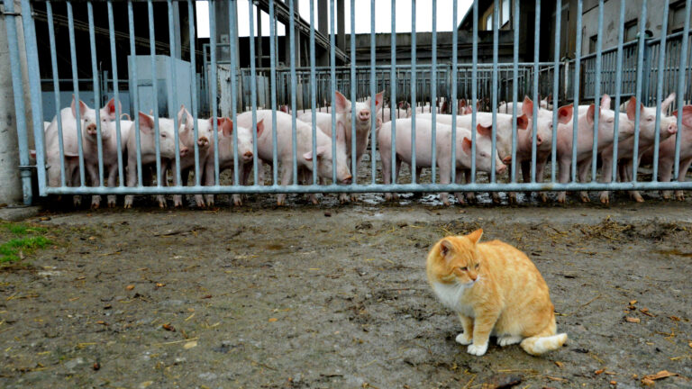 Humus Aufbau Landwirtschaft